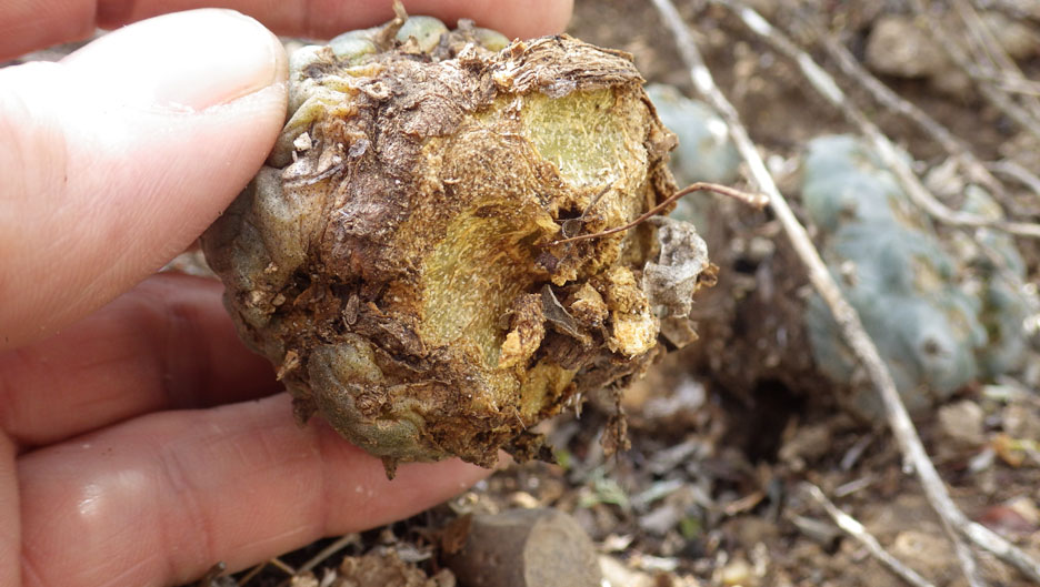 Rabbits Cactus Conservation Institute