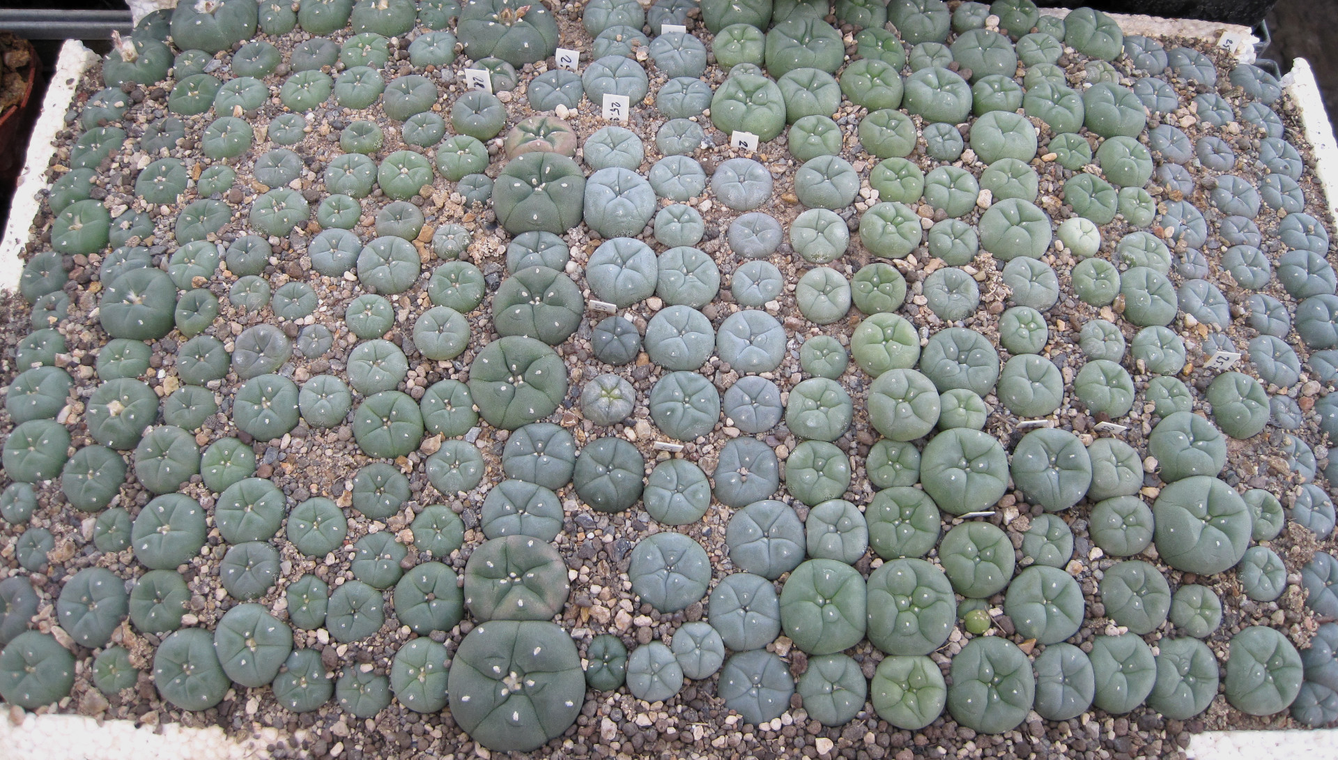 How Long Does Peyote Take to Grow Before It Can Be Consumed?