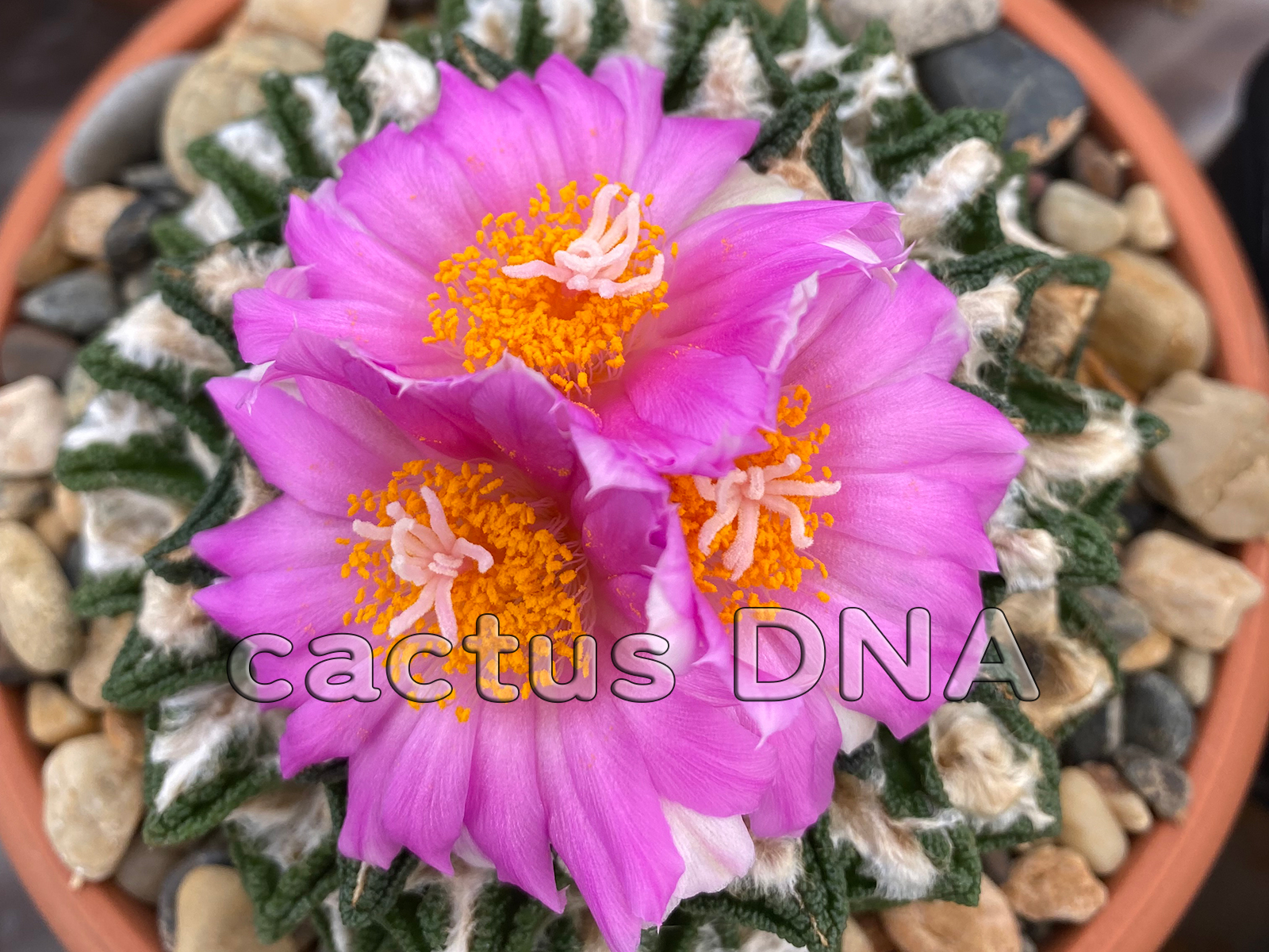 Ariocarpus hintonii Bulk Offer ex large plants Cactus DNA