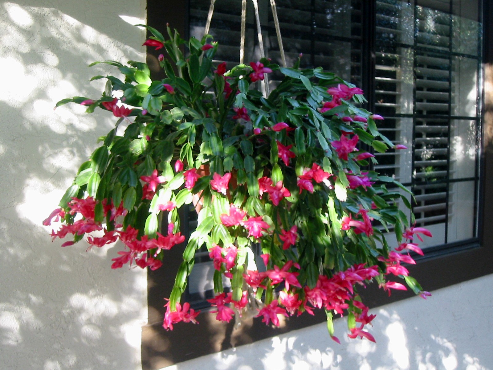 Cactus Jungle San Francisco Bay Area Hanging Basket