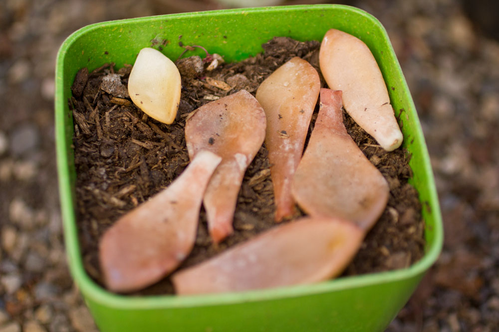 Succulent Leaf Cuttings Cactus Jungle