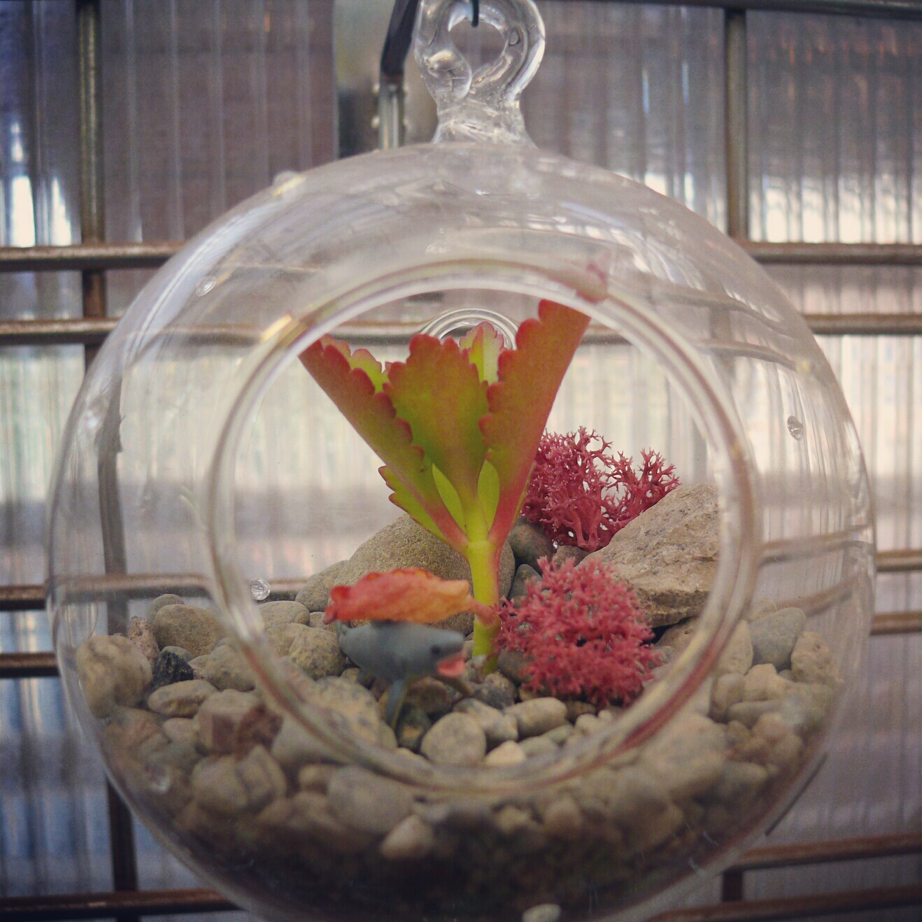 More Terrariums Cactus Jungle