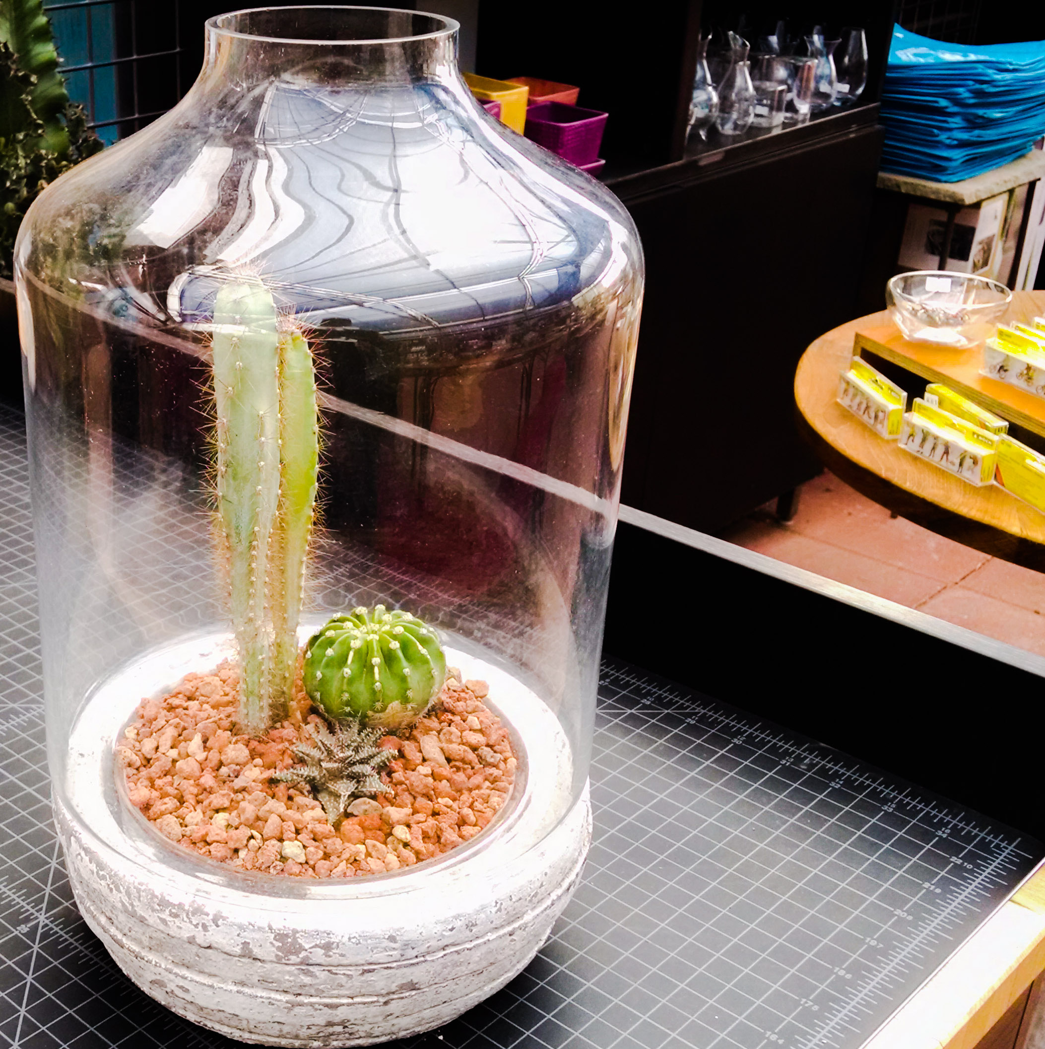 Cactus Jungle San Francisco Bay Area Custom Cactus Terrarium