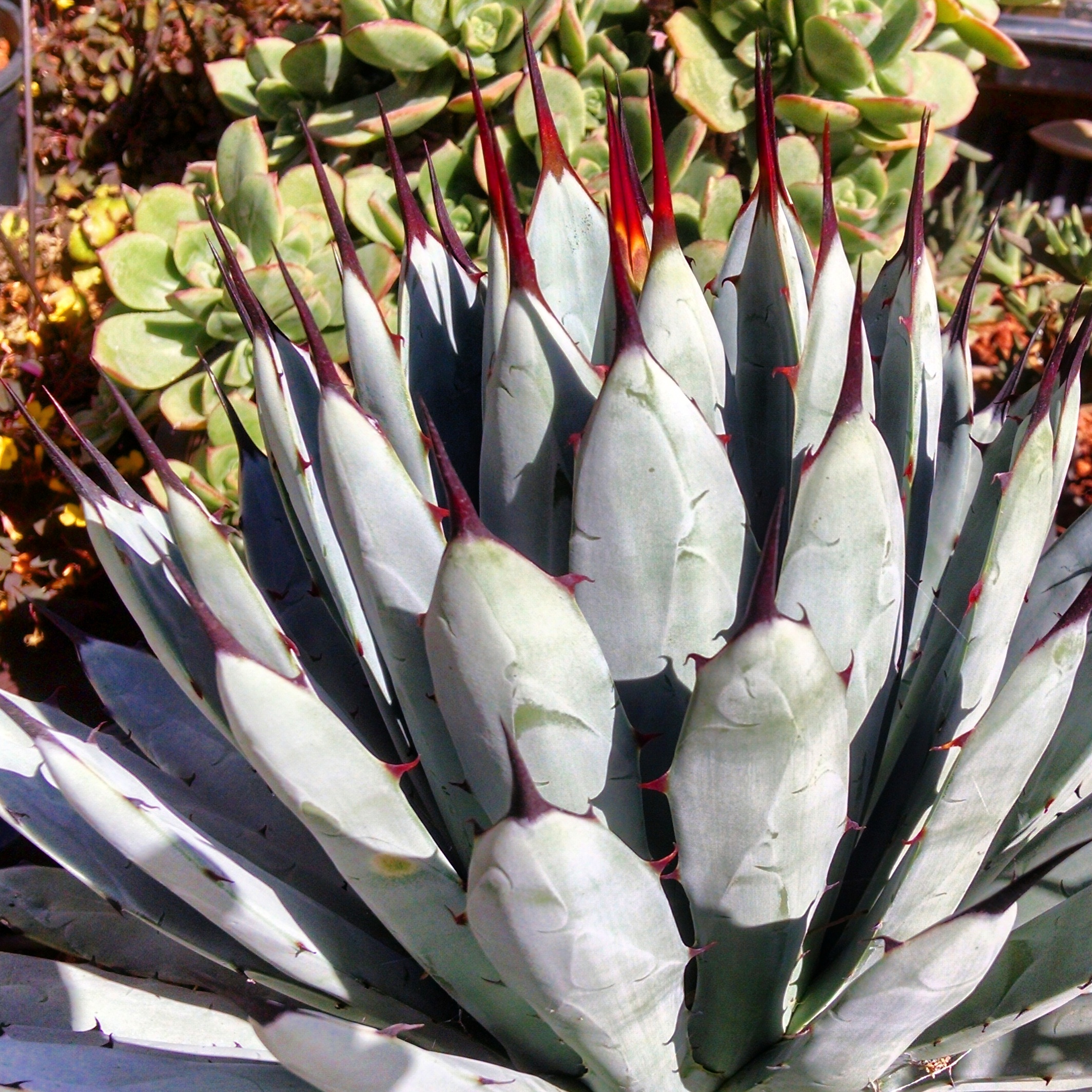 Black Spined Agave Cactus Jungle