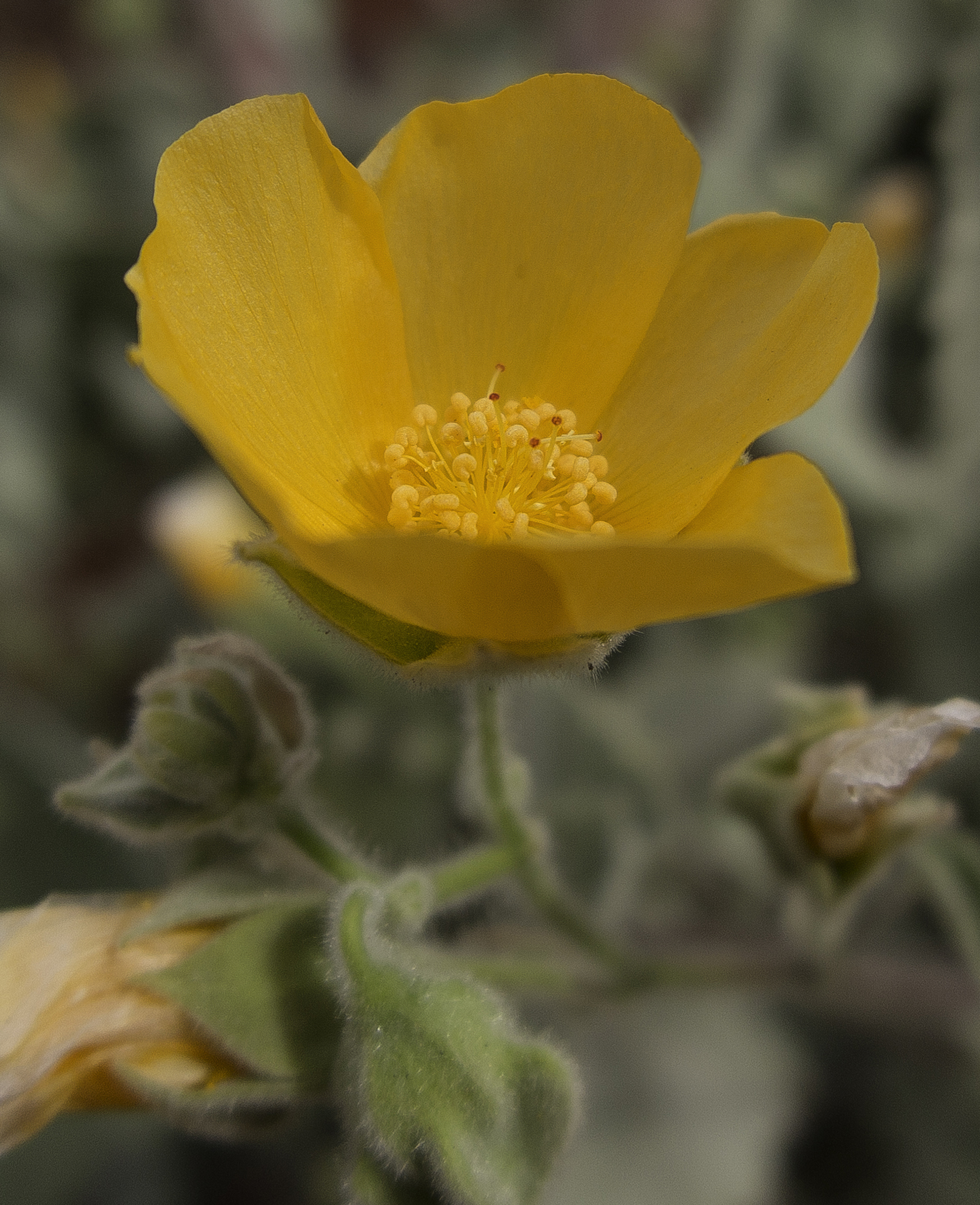 California Native Plants Archives Cactus Jungle
