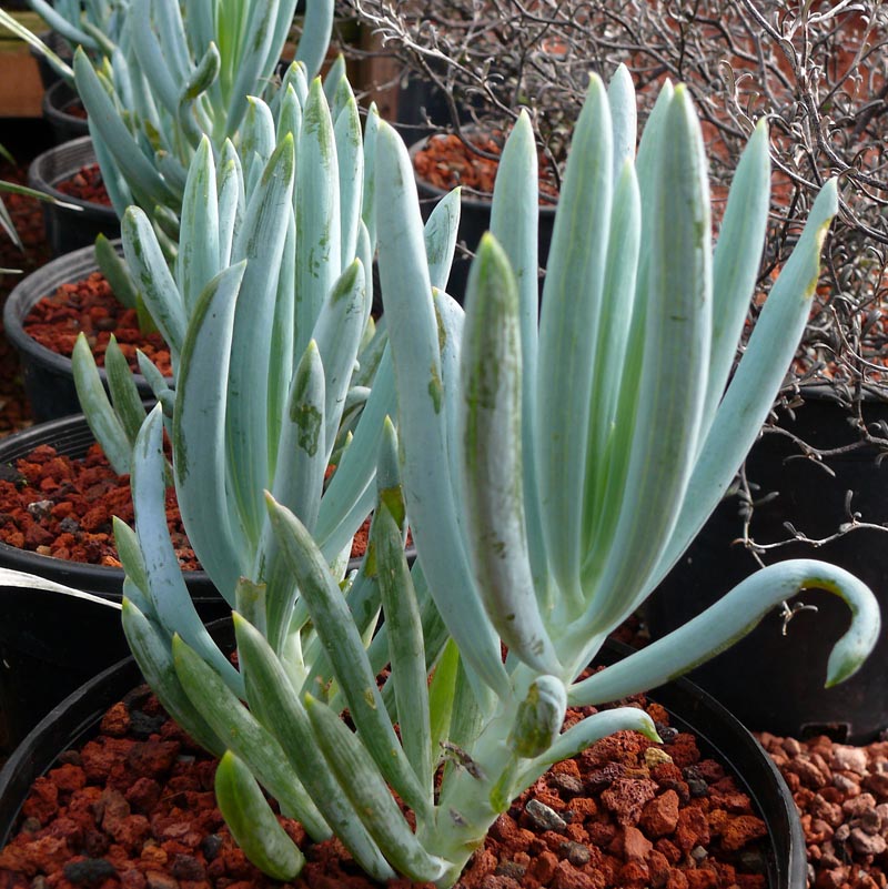Senecio serpens Cactus Jungle