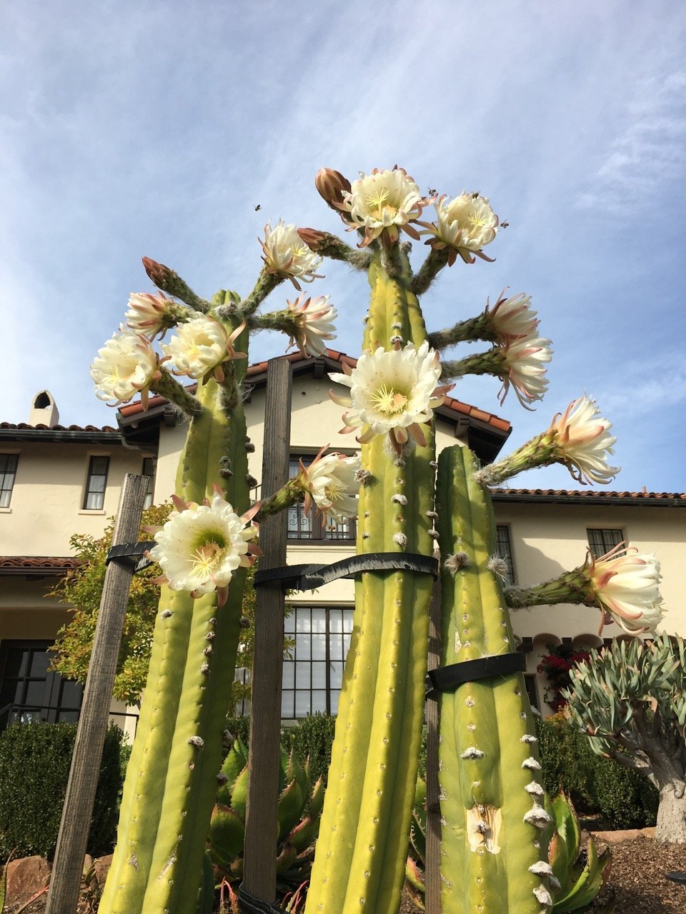 Cactus Jungle San Francisco Bay Area San Pedro Cactus, California