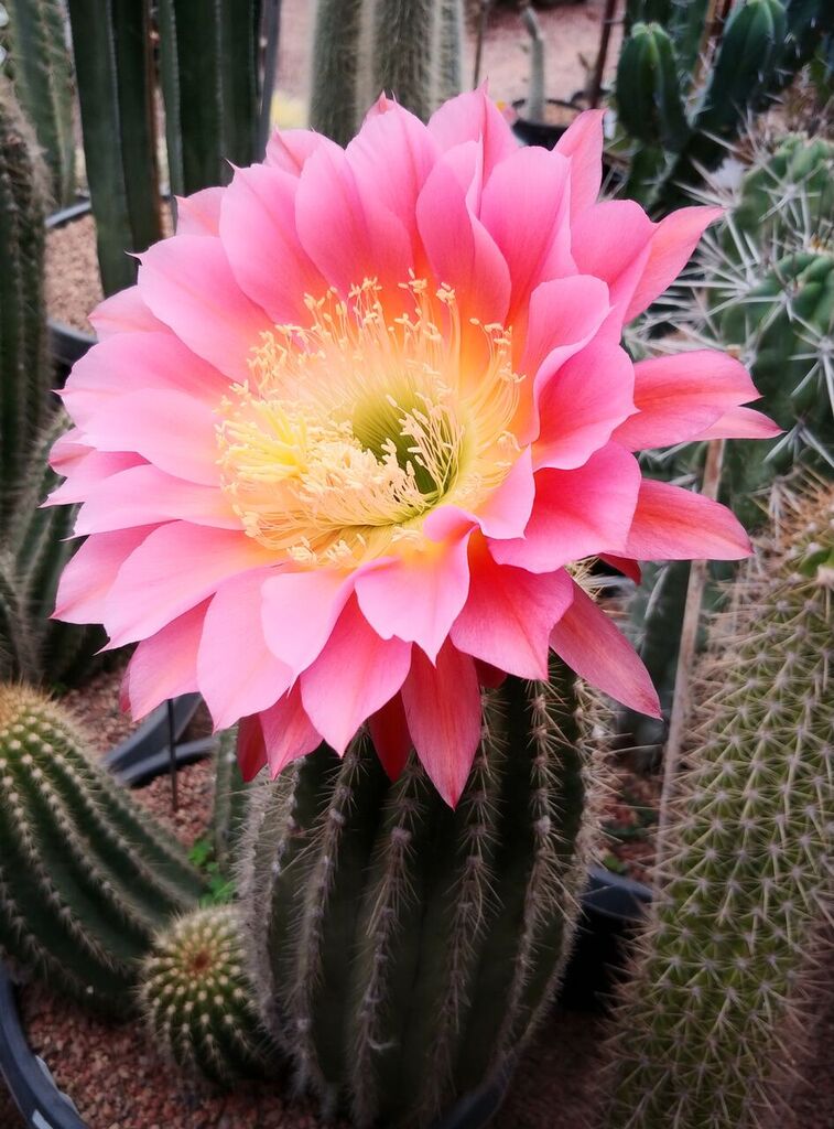 Cactus Blog Cactus Jungle