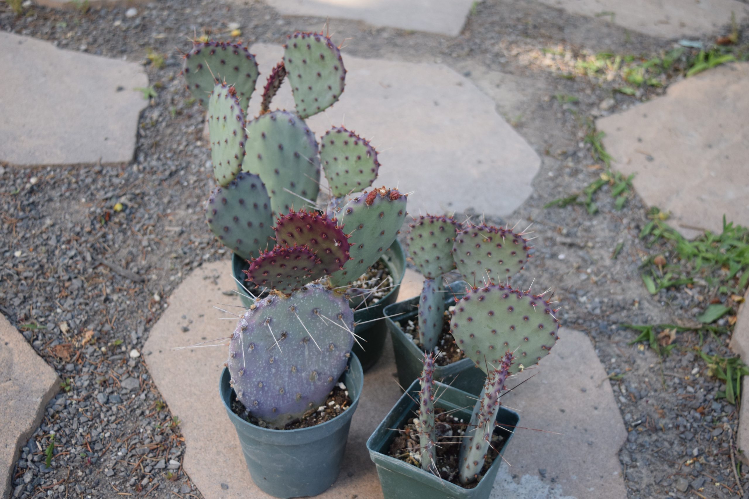 Purple Prickly Pear Cactus Opuntia Gosseliniana var. SantaRita