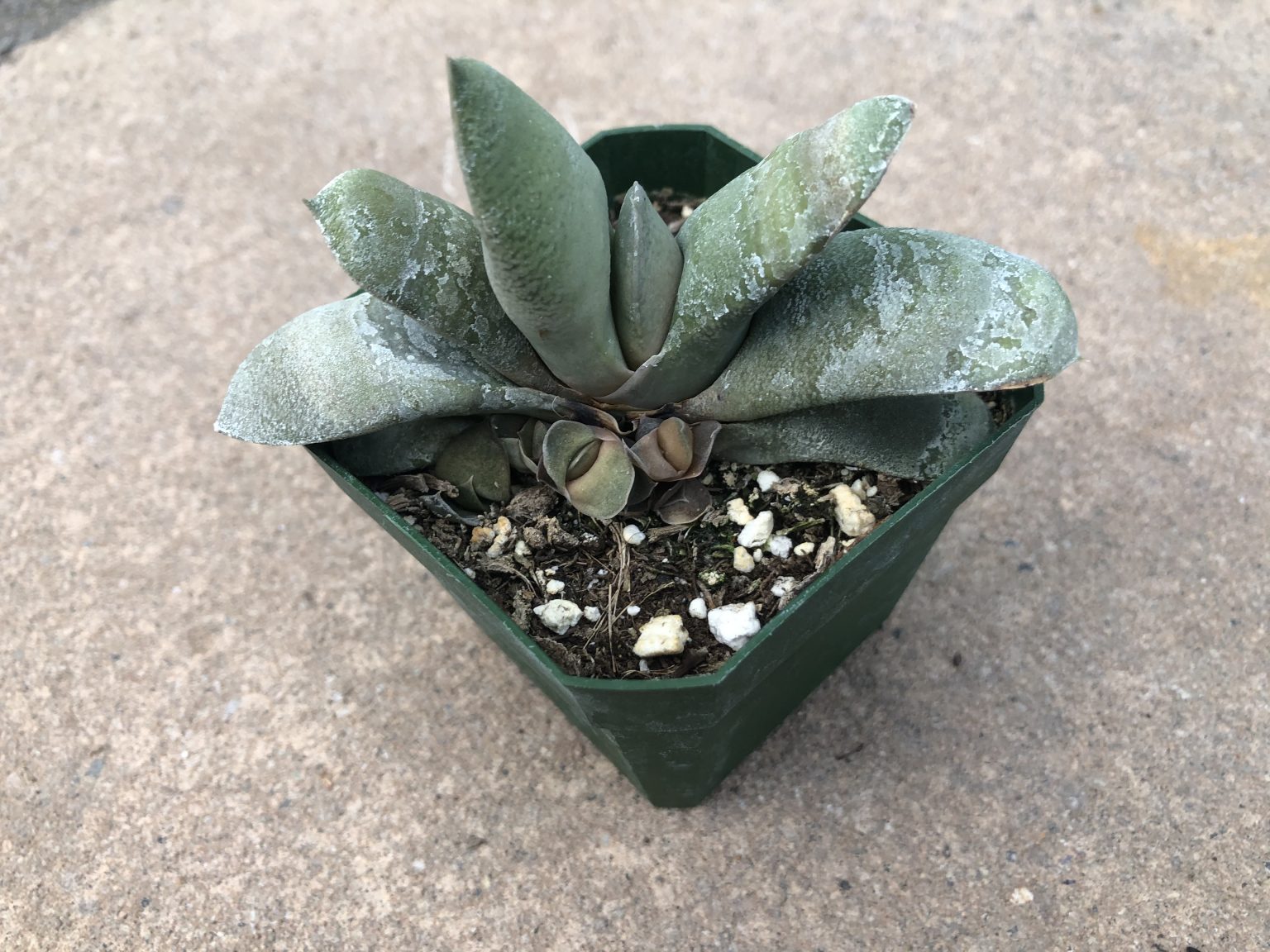 Gasteria Glomerata Succulent Cactus Kingdom