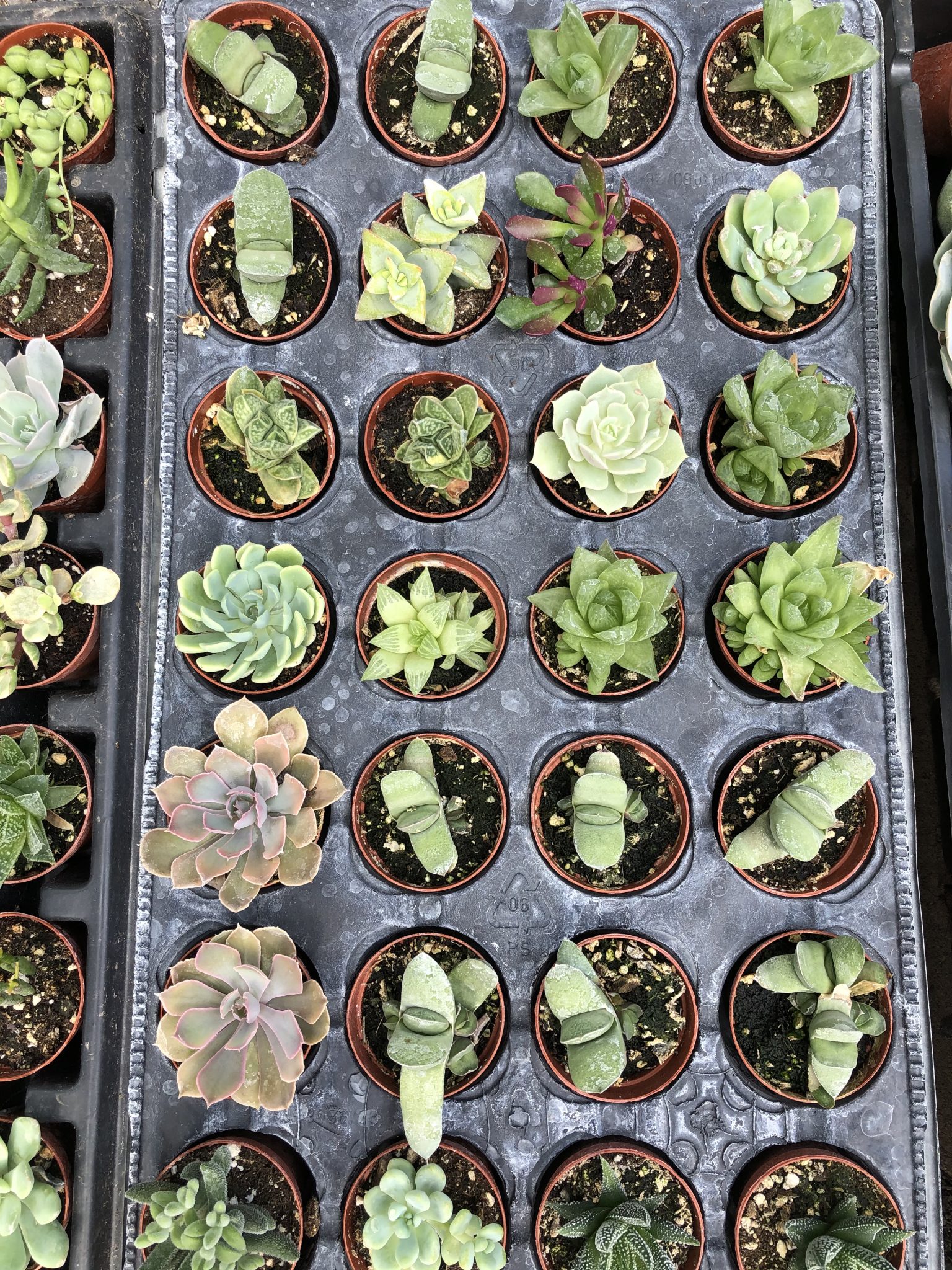 Mini Succulent & Cactus Mix Wholesale Only Cactus Kingdom