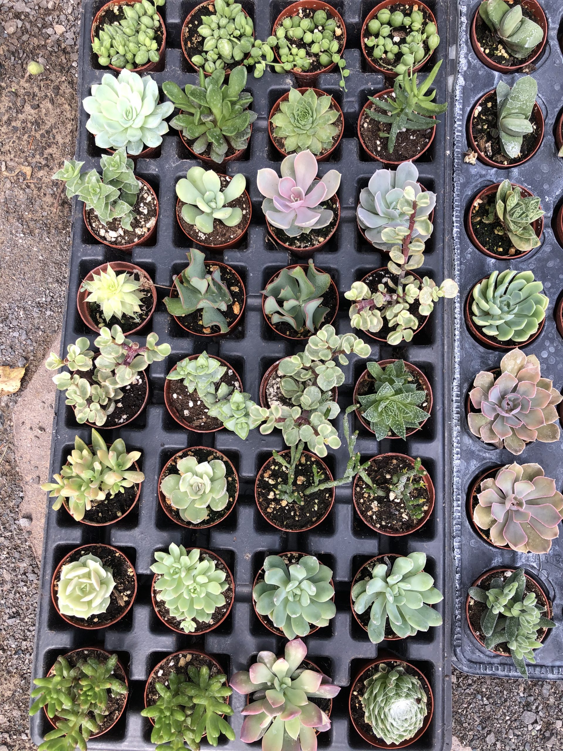 Mini Succulent & Cactus Mix Wholesale