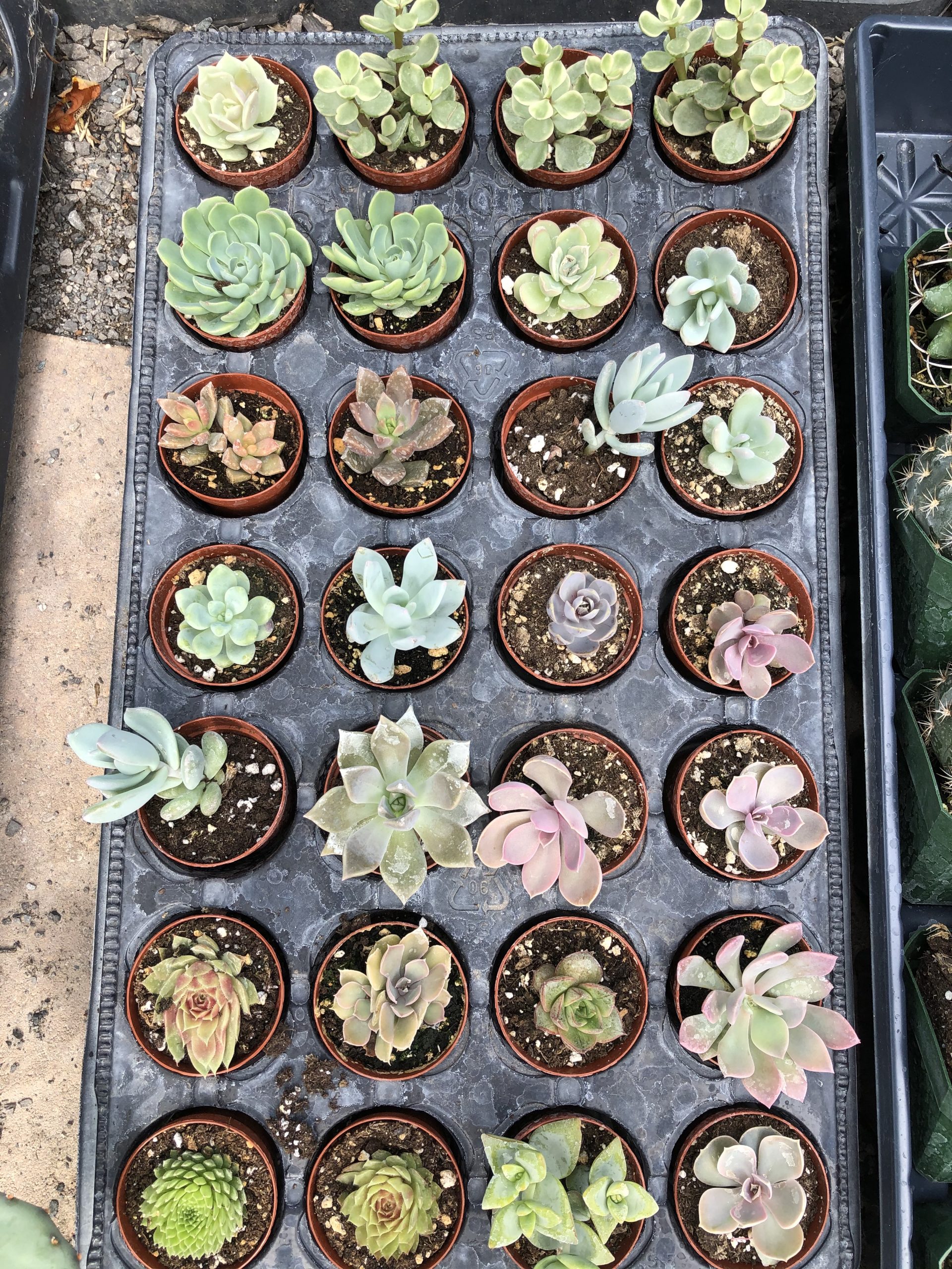 Mini Succulent & Cactus Mix Wholesale Only Cactus Kingdom