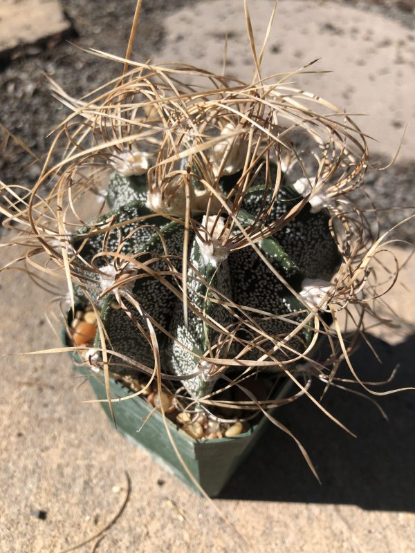 Golden Goats Horn Cactus Astrophytum Capricorne var. Aureum Cactus