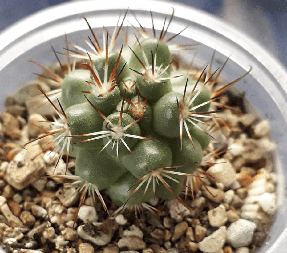 Mammillaria Schumannii Cactus Seeds Cactus Kingdom