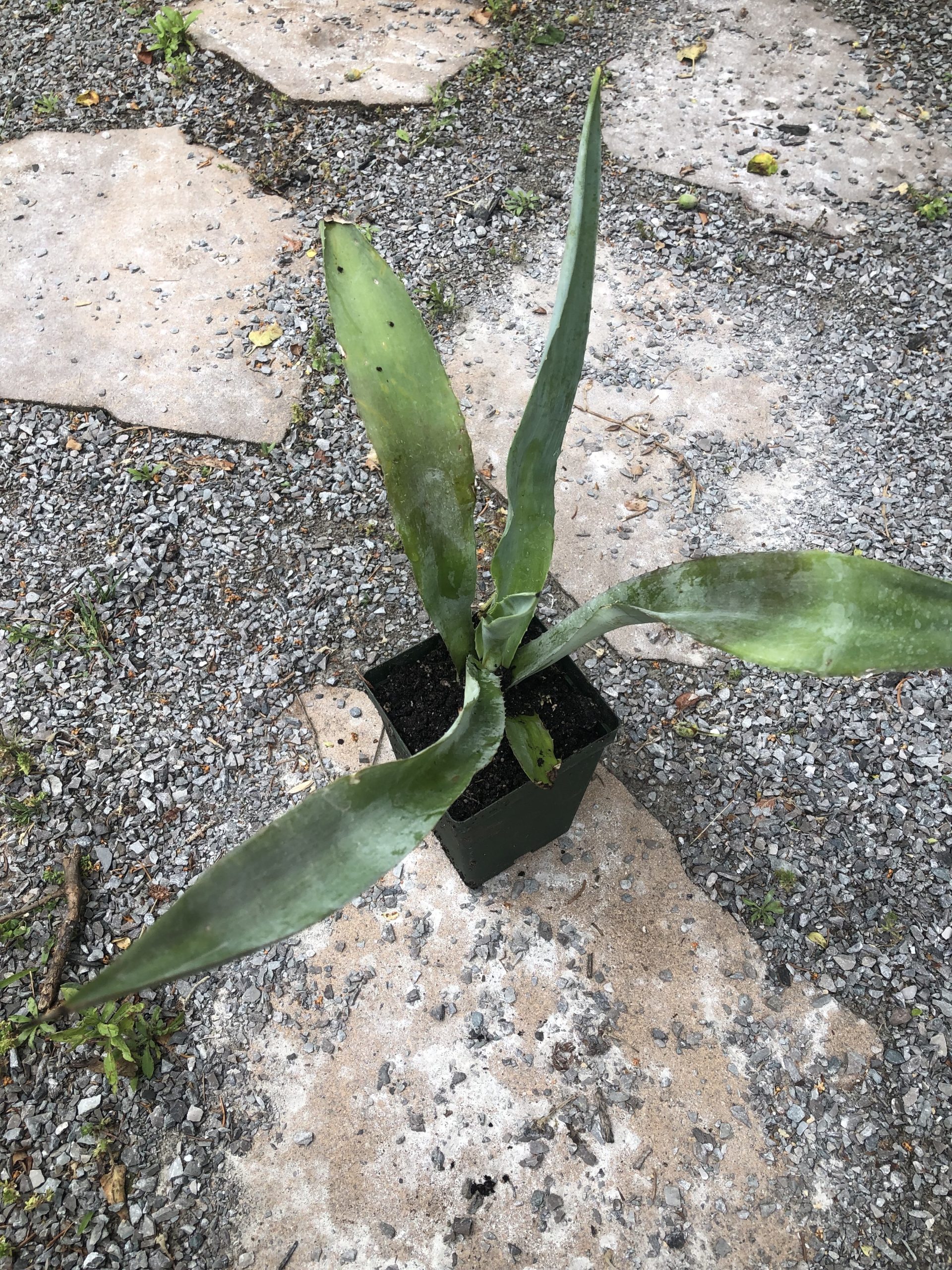 Blue Agave Tequilana er Azul Tequila Agave