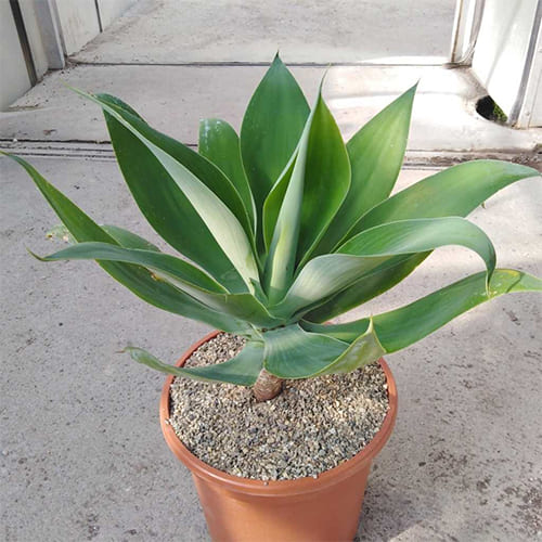 อากาเว่ พืชใบเลี้ยงเดี่ยวสกุลเดียวกับว่านหางจระเข้ที่นิยมนำมาประดับบ้าน