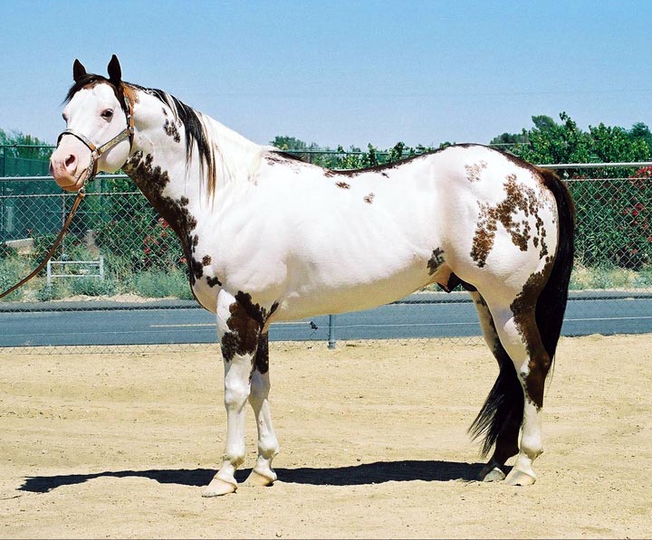 overo paint horses group picture, image by tag