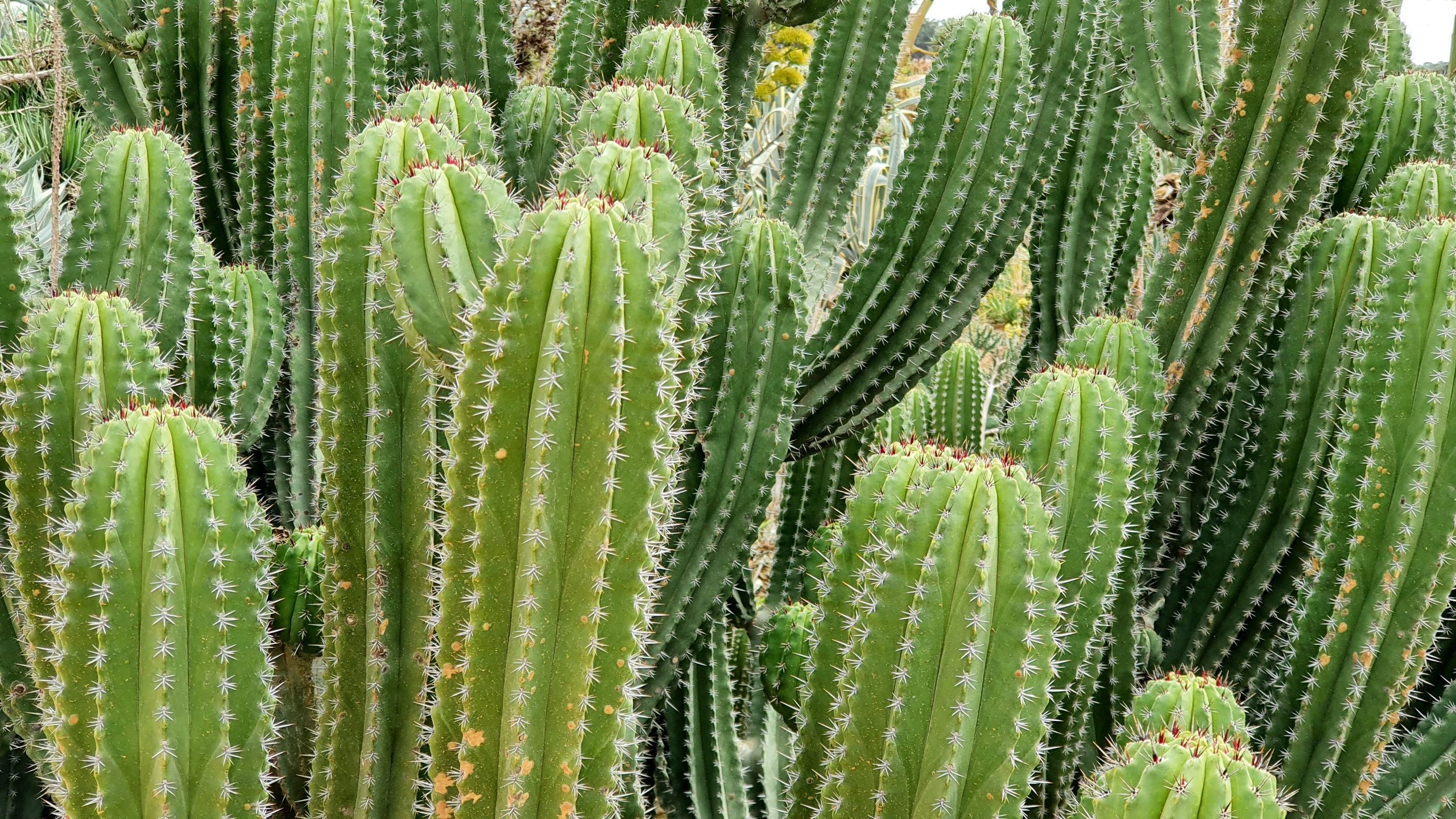 Trichocereus Seed Mix Cactus Seed Kit Cactus Seed Kit