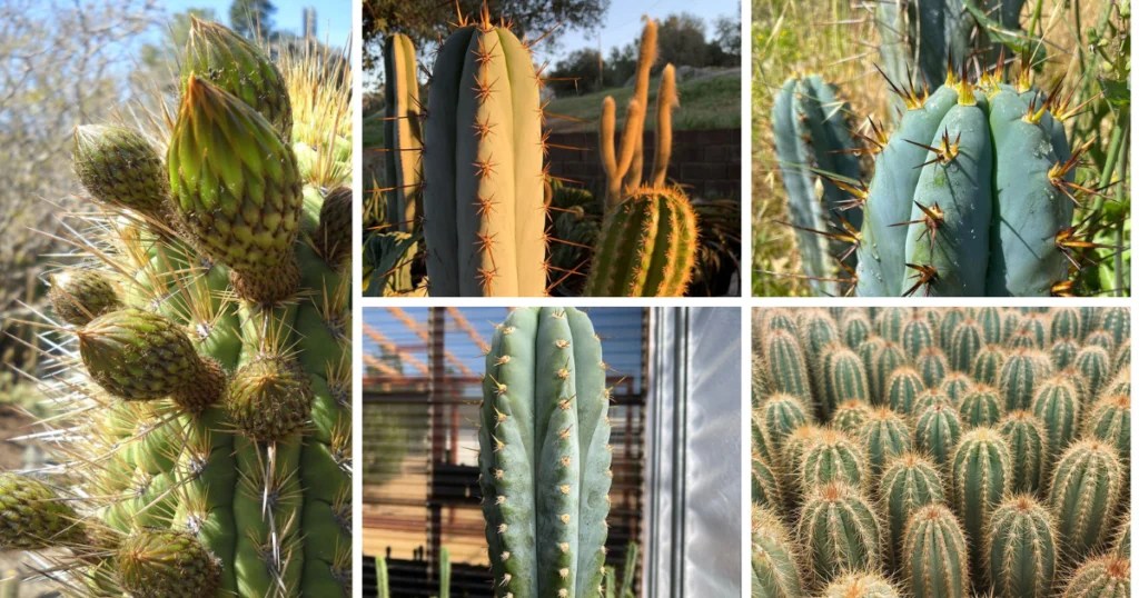 The Ultimate Guide To Columnar Cacti Everything You Need To Know