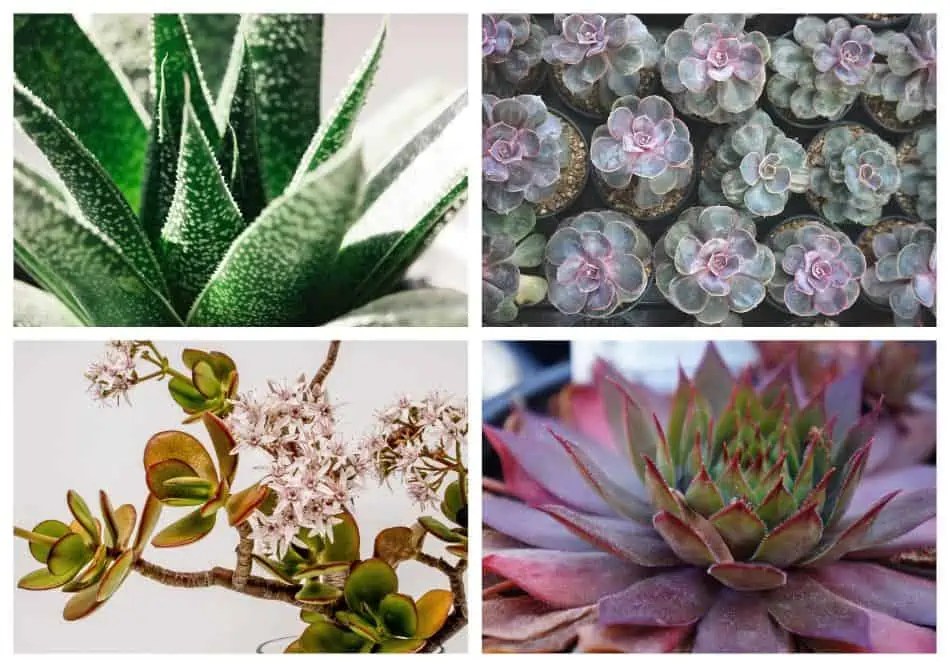 Difference Between Cactus And Succulent Soil Give your