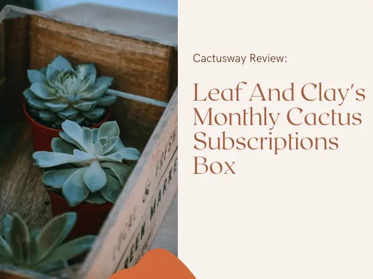Review Leaf And Clay's Monthly Cactus Subscriptions Box CactusWay