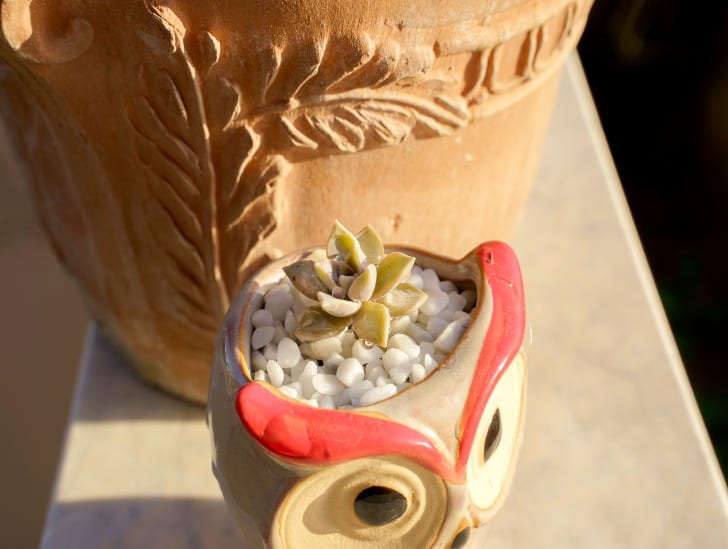 Ultimate Guide How To Care For Ghost Plant? CactusWay