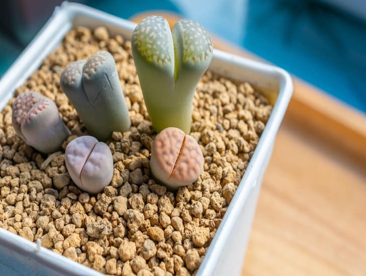 6 Golden Rules for Watering Lithops (Living Stone) CactusWay