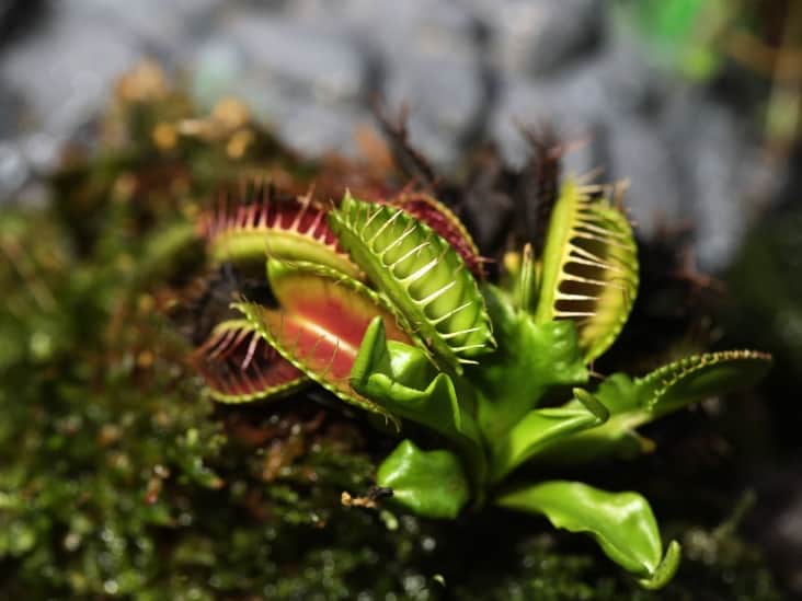 How to Make a Venus Flytrap Terrarium? CactusWay