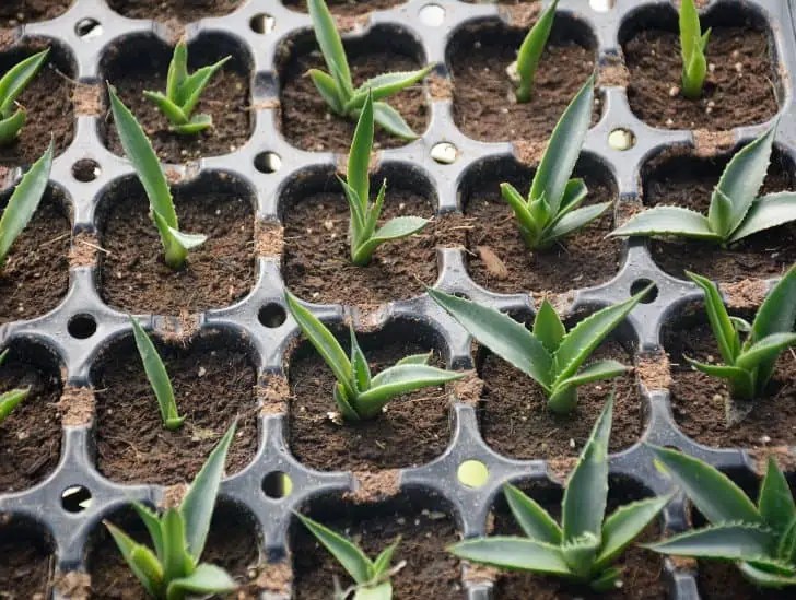 How to Easily Propagate Agave? CactusWay