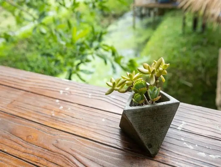 This is How to Propagate Bear's Claws Plant CactusWay