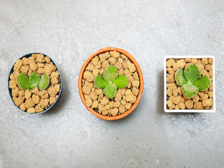 This is How to Propagate Bear's Claws Plant CactusWay