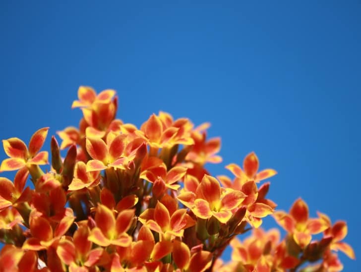 Does Kalanchoe Need Full Sunlight To Grow? CactusWay