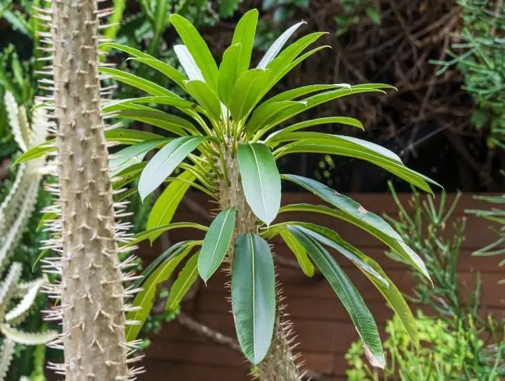 Ultimate Guide How to Care for Madagascar Palm CactusWay