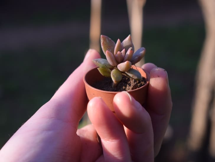 Ultimate Guide How To Care For Ghost Plant? CactusWay