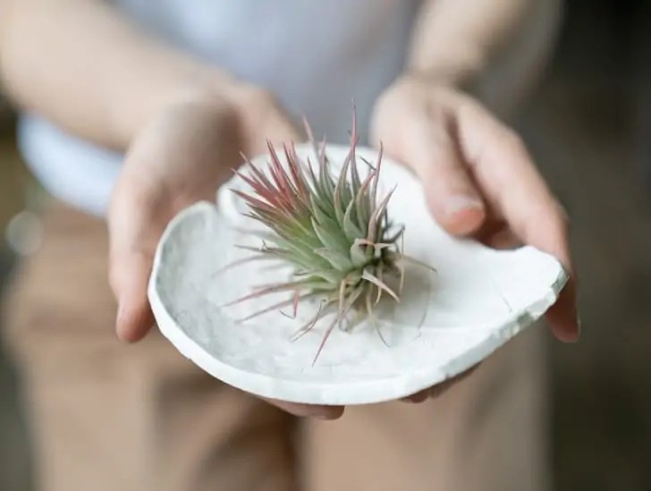 Why Is My Air Plant Not Growing? Causes and Tips CactusWay