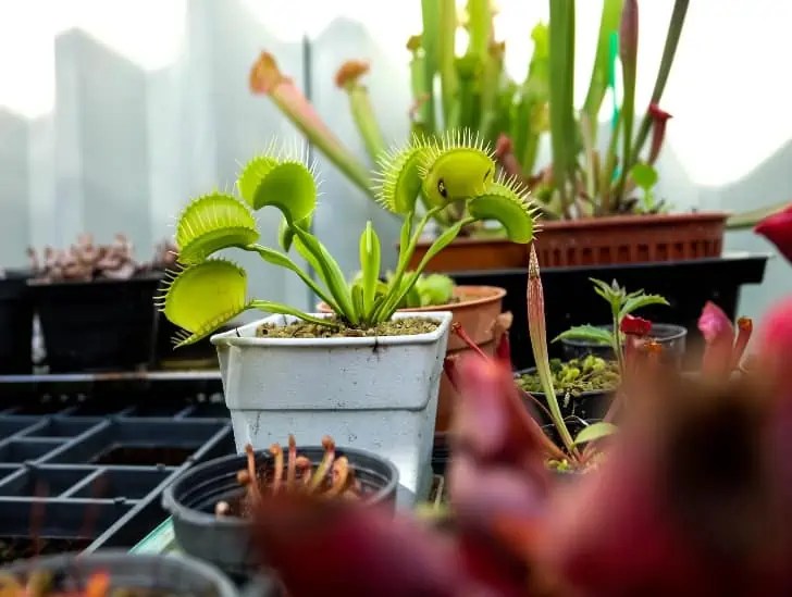 Venus Flytrap Care Do They Need Direct Sunlight? CactusWay