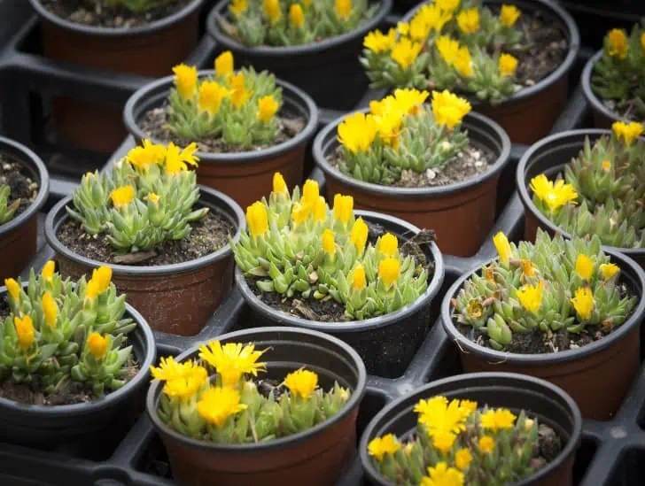 This is How to Propagate Ice Plant CactusWay