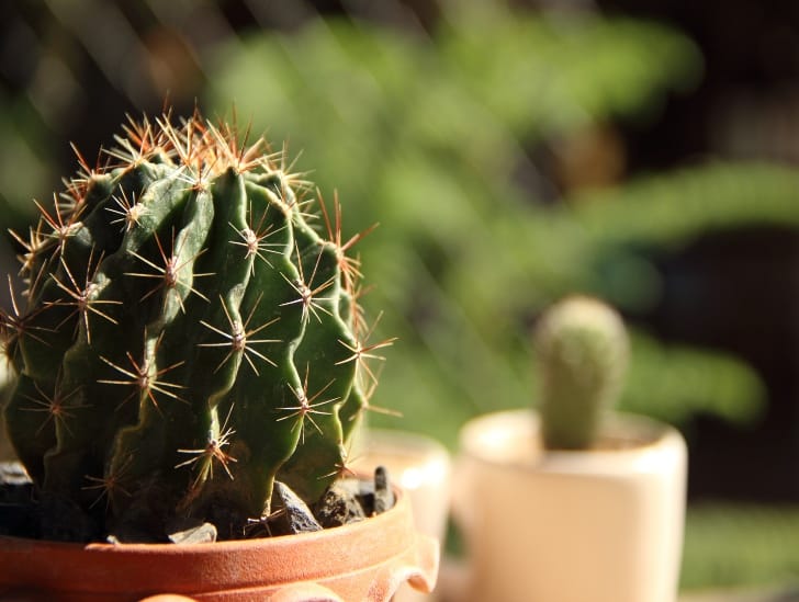 Why is My Cactus Shrinking? Expert Advice CactusWay