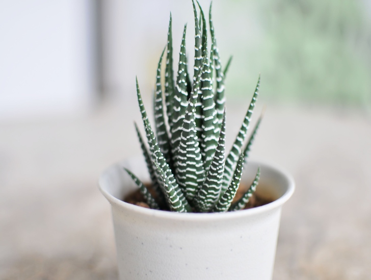Want a Thriving Zebra Plant? Here's How to Take Care of It CactusWay