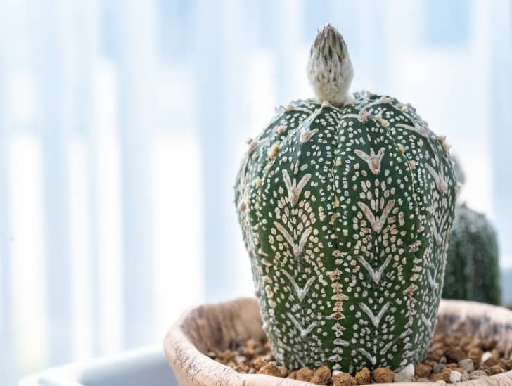 Starting Your Cactus Journey Our Top 7 Picks for Beginners CactusWay