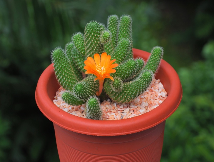 Starting Your Cactus Journey Our Top 7 Picks for Beginners CactusWay