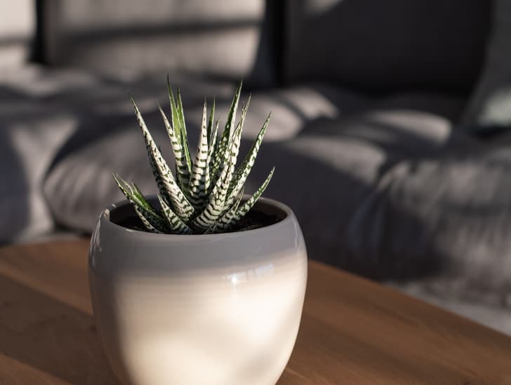 How to Propagate a Zebra Plant? CactusWay