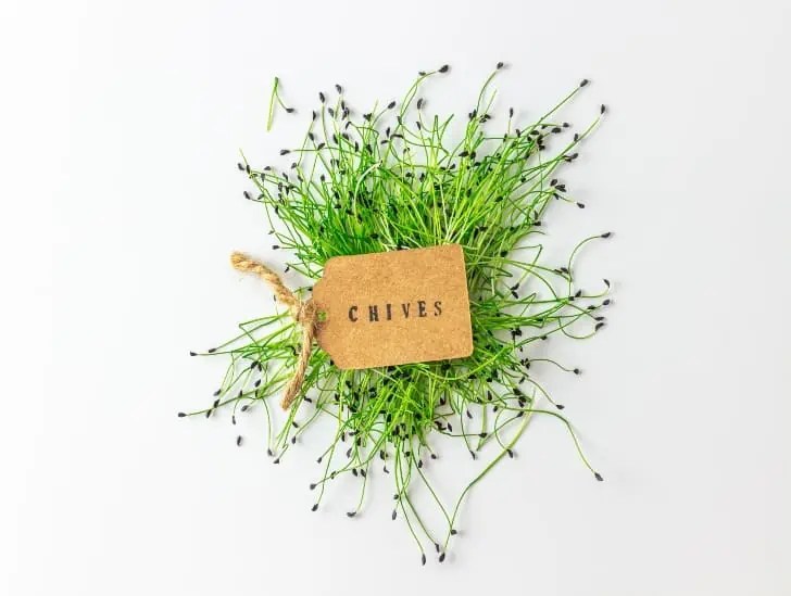 How to Harvest Chives and Keep Them Thriving for Years to Come! CactusWay