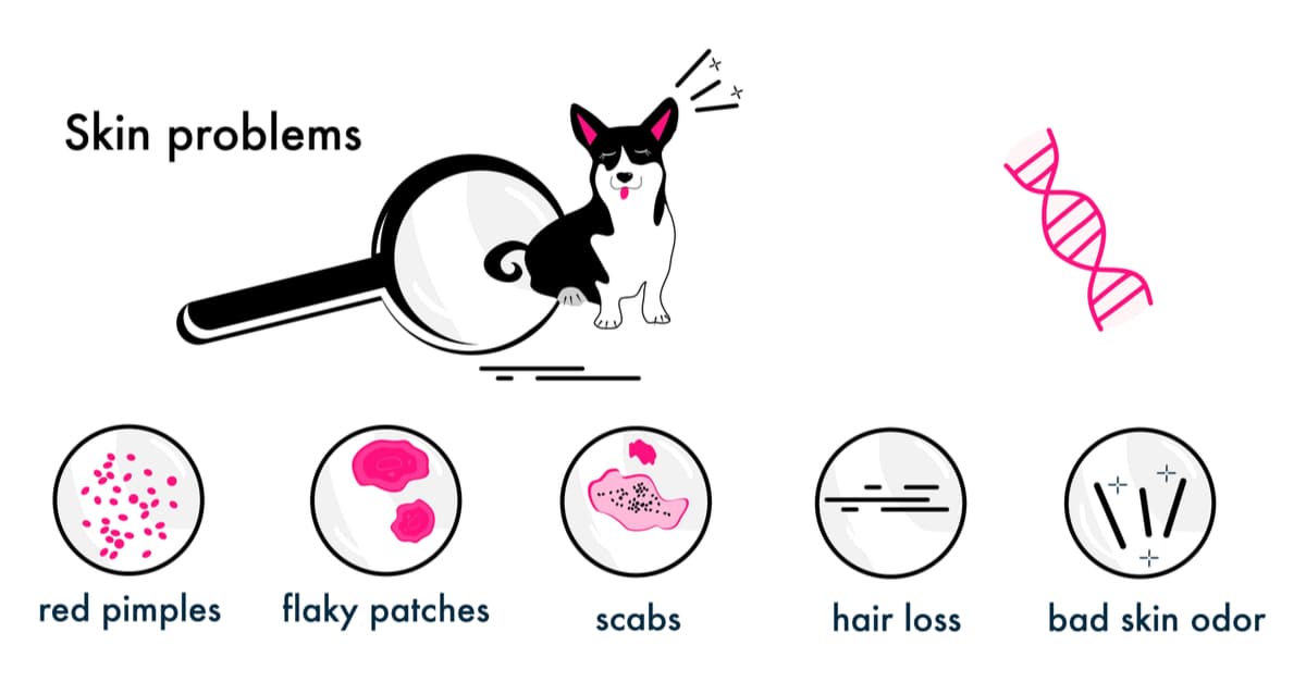 Dog Skin Allergies Signs and Symptoms SCALAR LIGHT