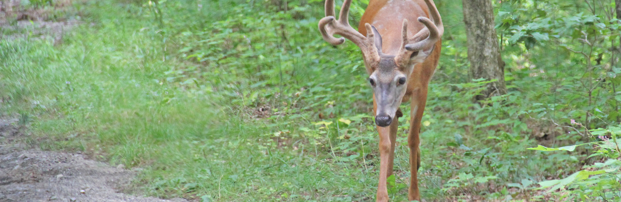Home Cades CoveCades Cove