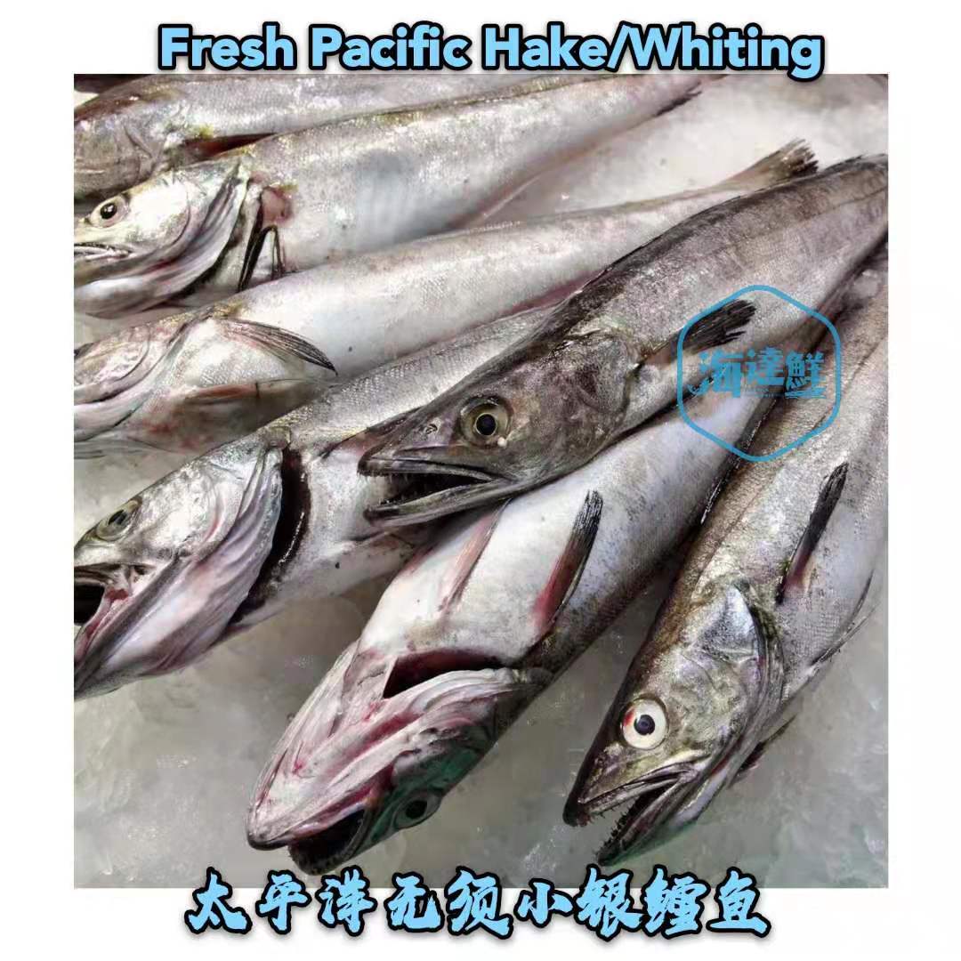 D15 Fresh Pacific Hake/Whiting Fish CadexSeafood