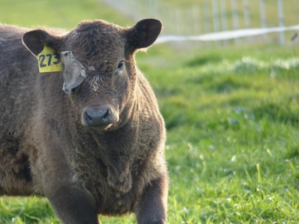Treatment of Pink Eye in cattle Cadfor