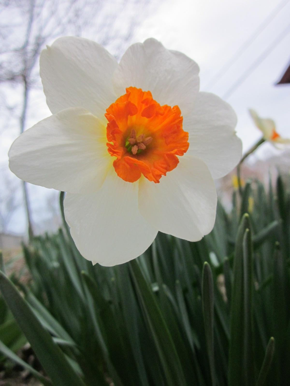 The Lesson of the Daffodils Echolier