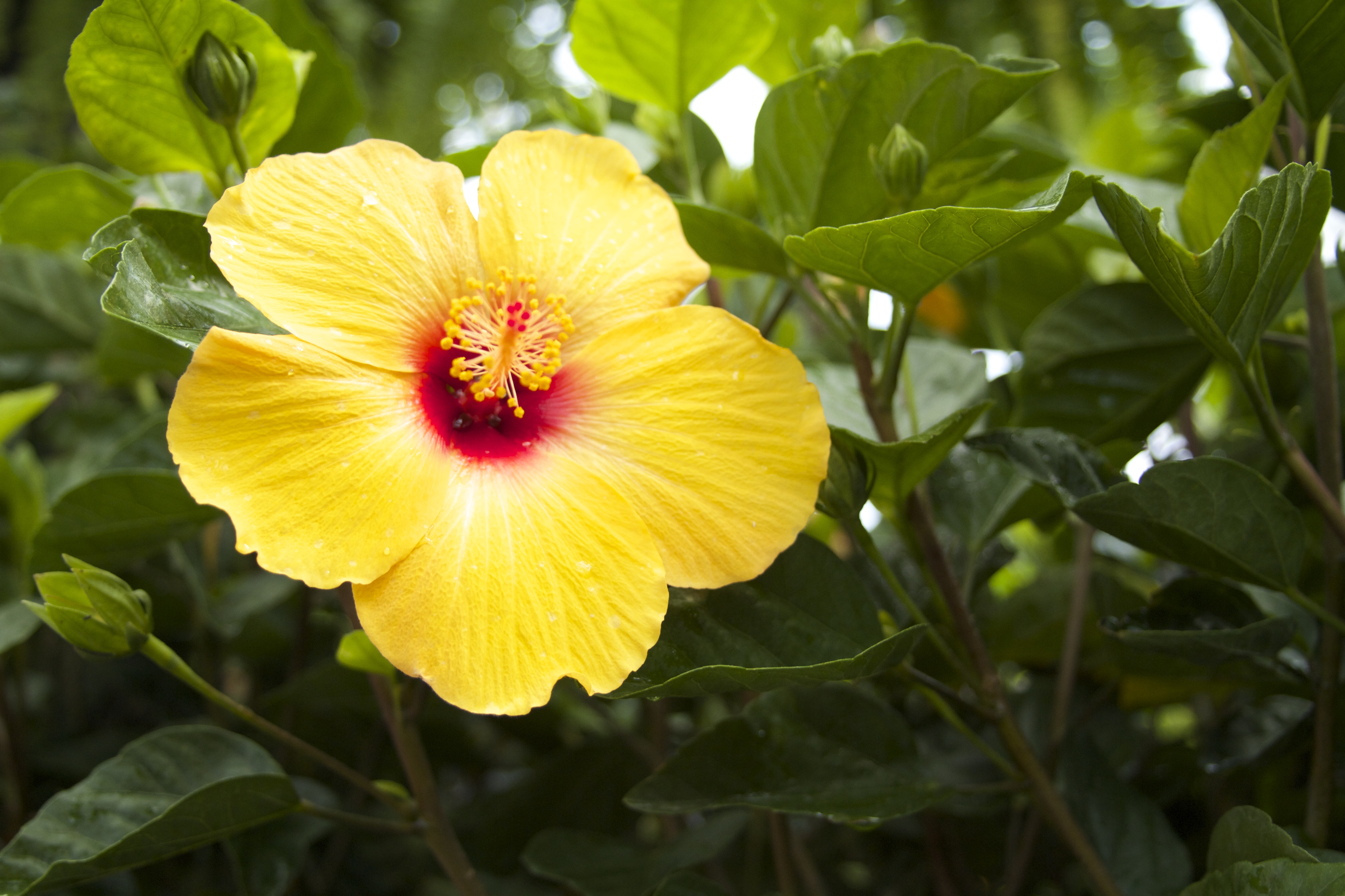 Gertens Garden Center and Nursery CAEP Blog